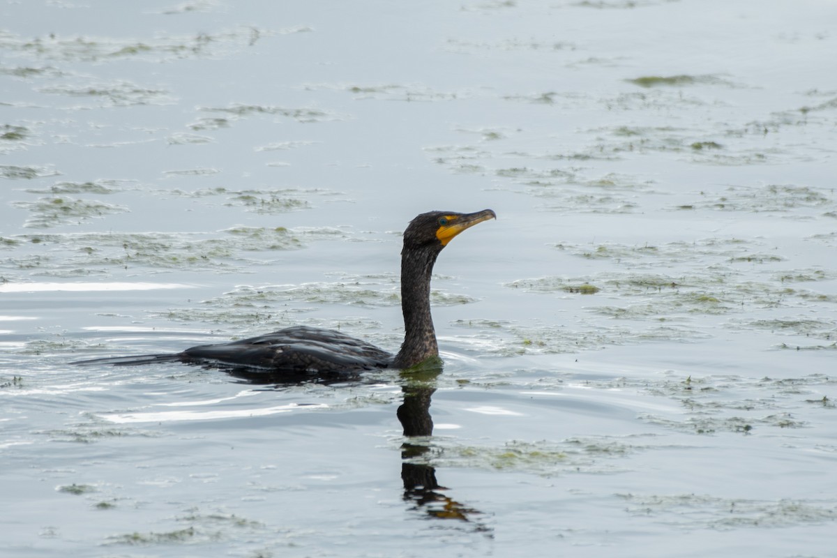 Double-crested Cormorant - ML638201219
