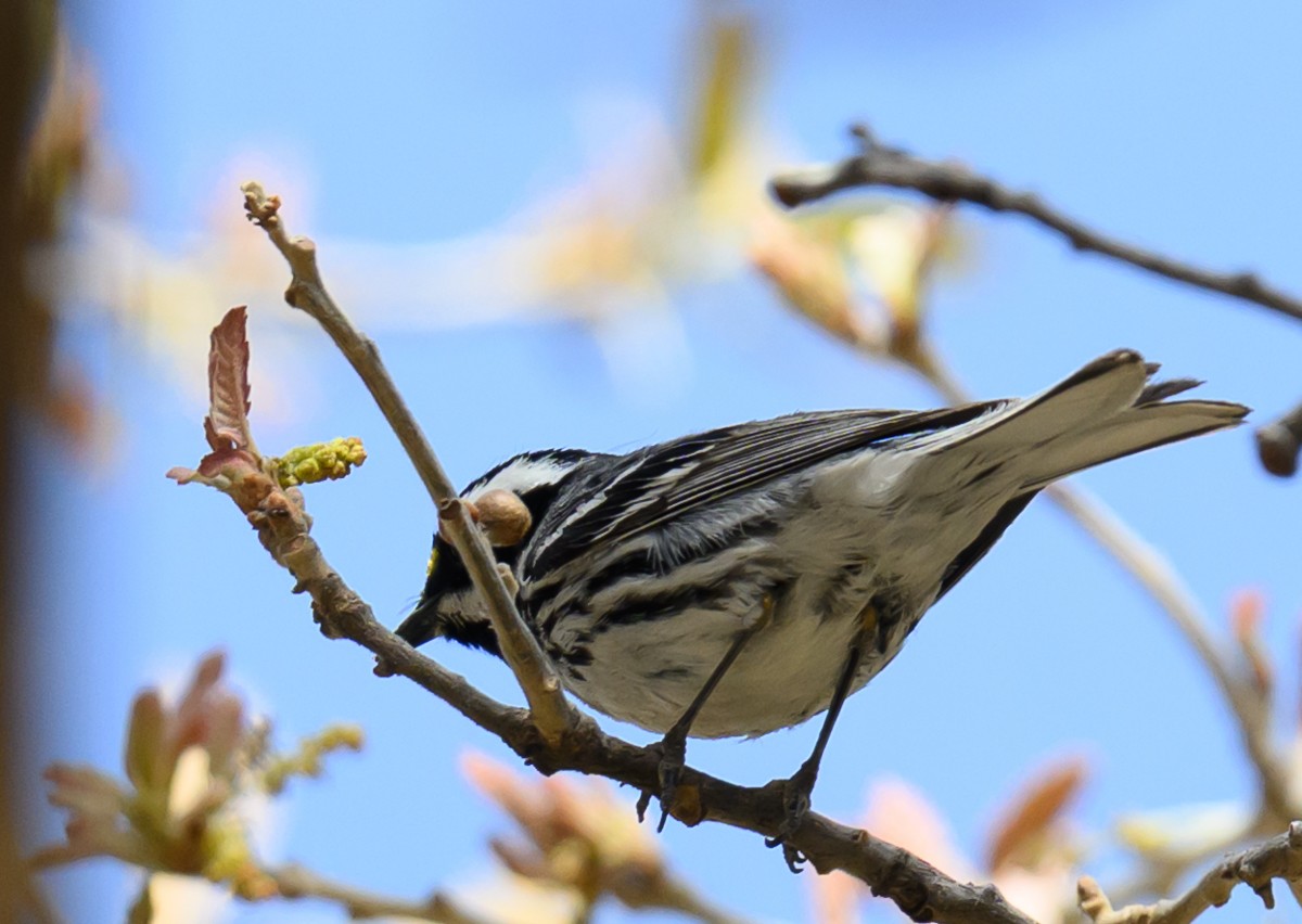 Black-throated Gray Warbler - ML638201220