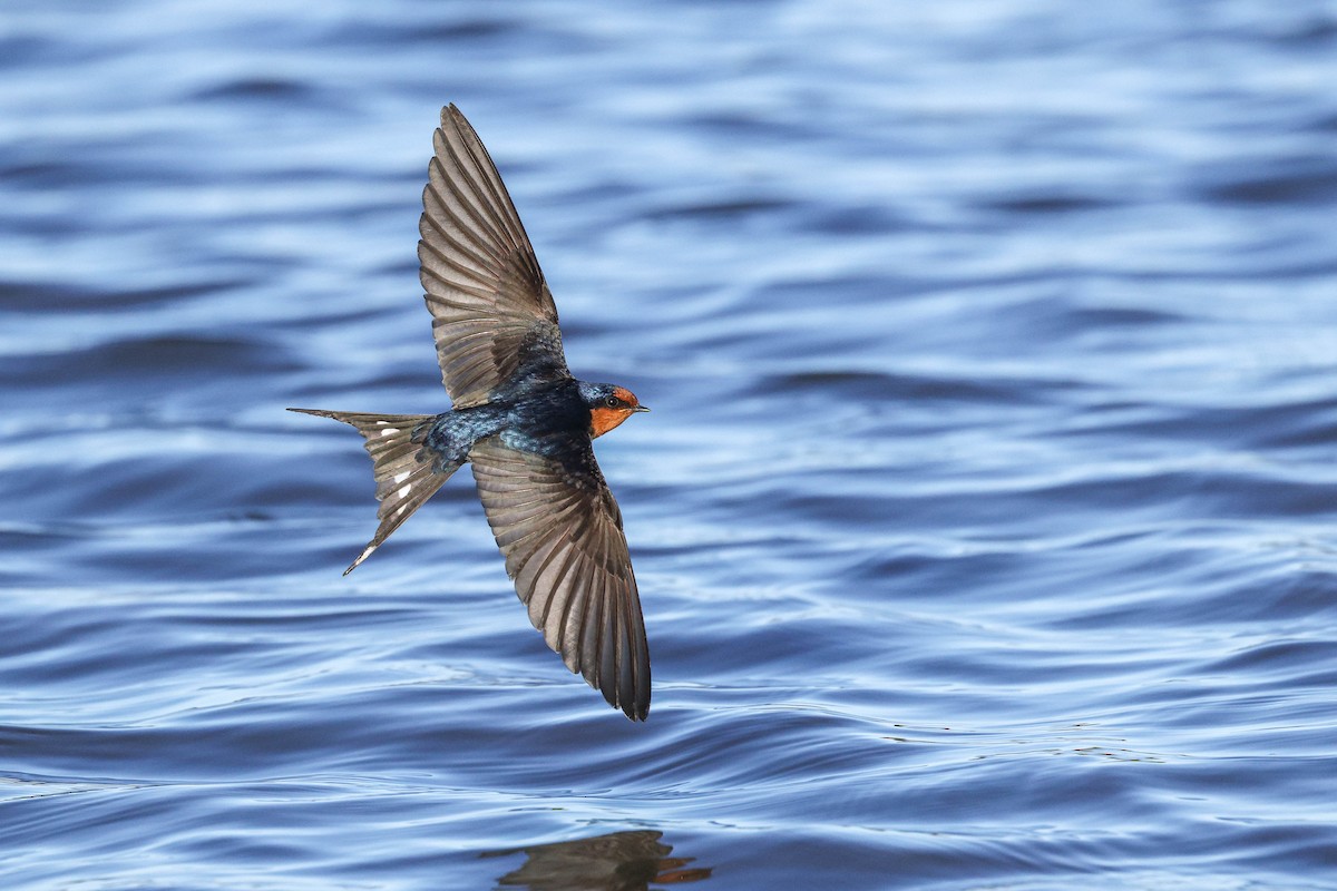 Welcome Swallow - ML638201228