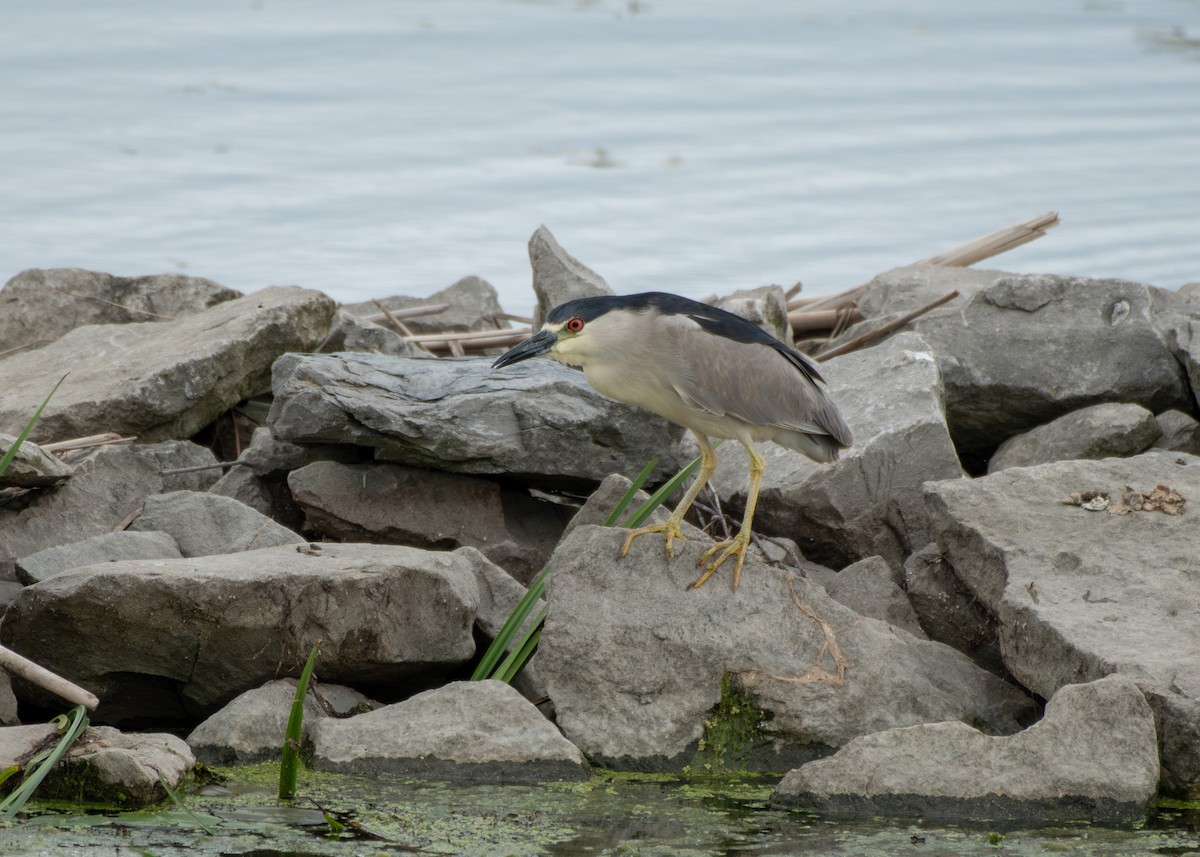 Black-crowned Night Heron - ML638201229