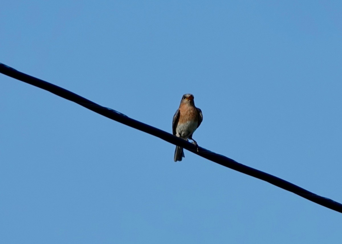 Eastern Bluebird - ML638201237
