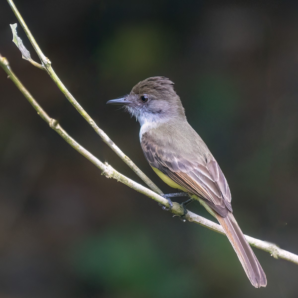 Dusky-capped Flycatcher - ML638201238