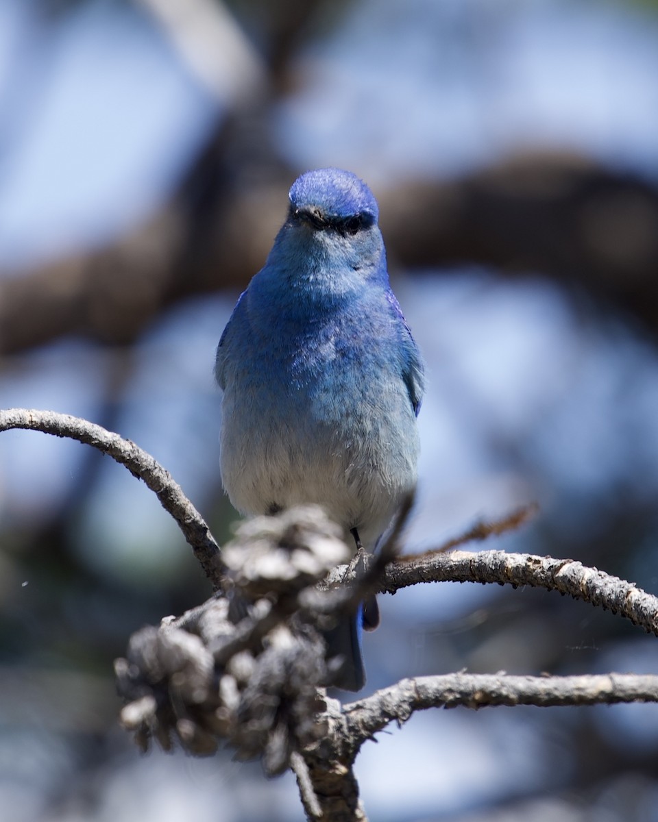 Mountain Bluebird - ML638201241
