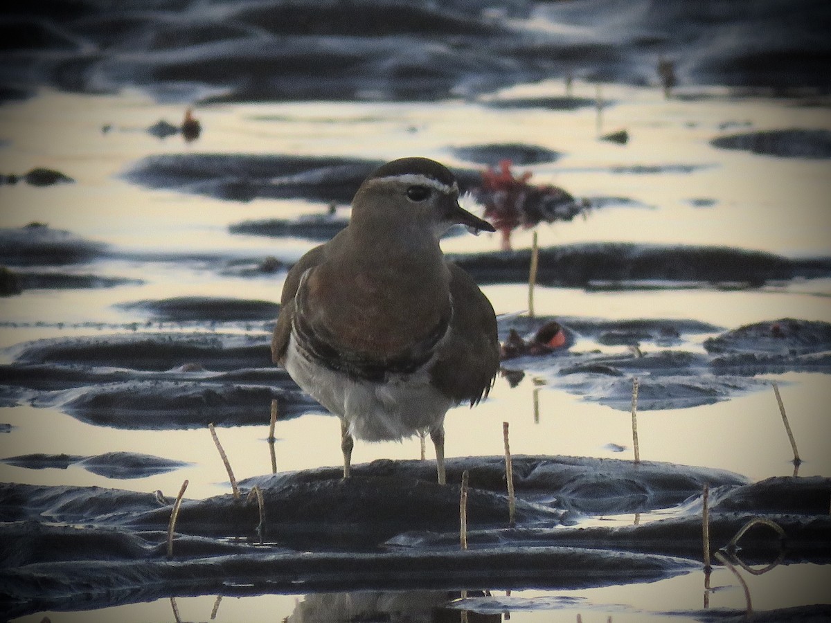 Rufous-chested Dotterel - ML638201249