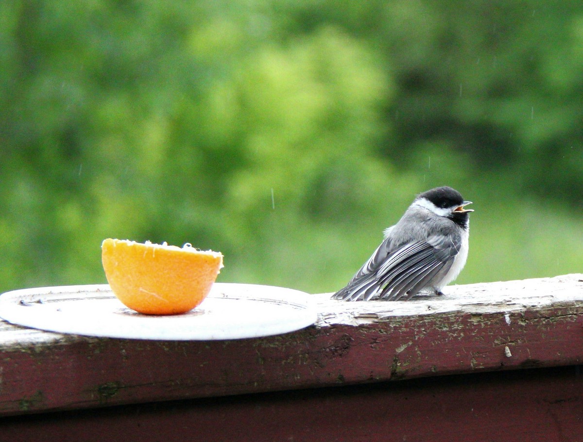 Black-capped Chickadee - ML638201250