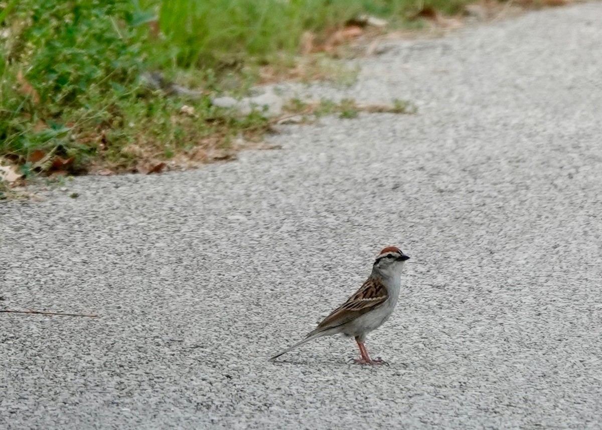 Chipping Sparrow - ML638201251
