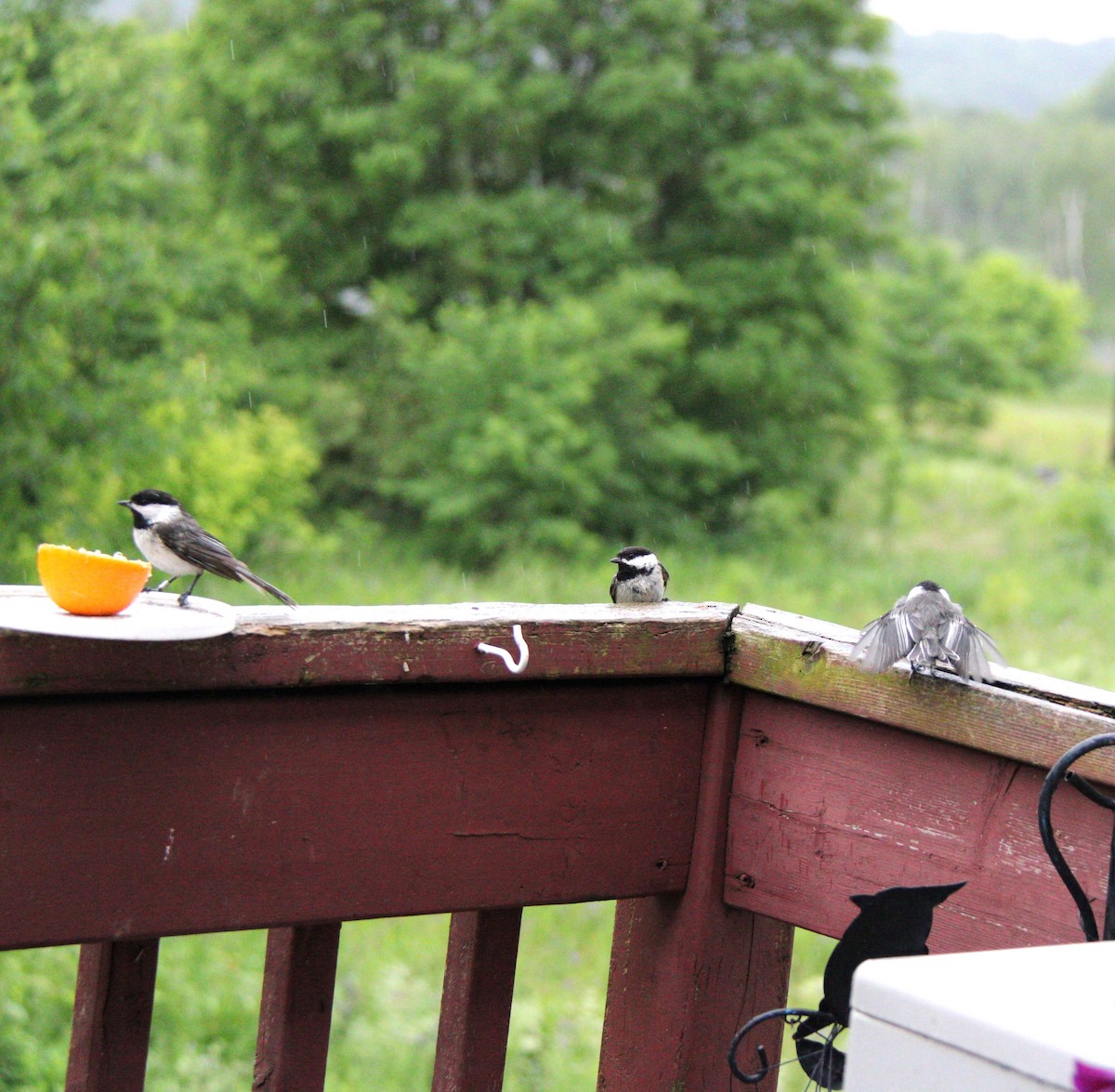 Black-capped Chickadee - ML638201257