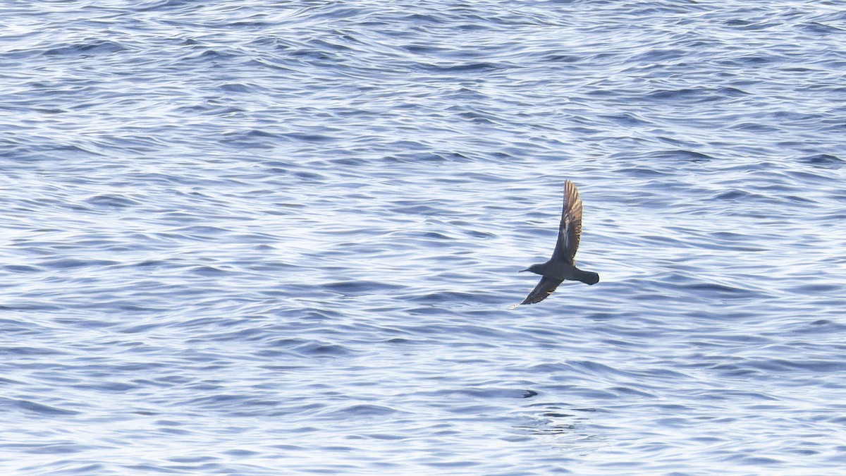 Heinroth's Shearwater - ML638201287