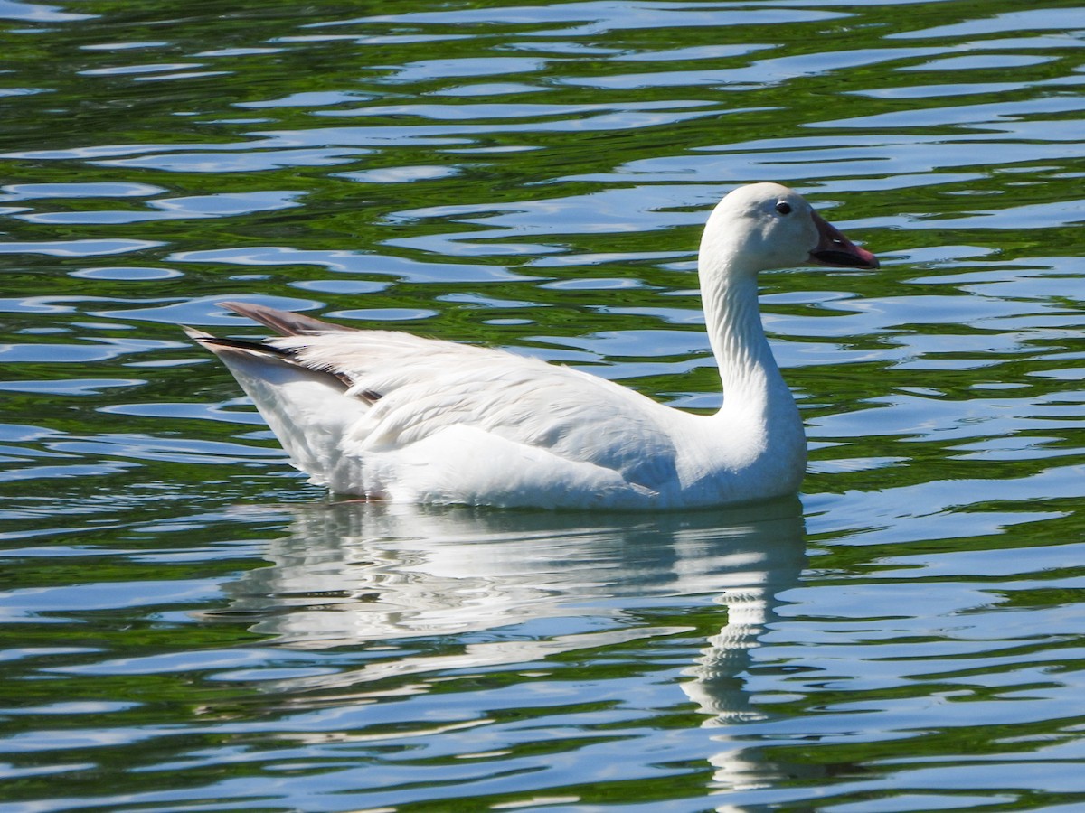 Snow Goose - ML638201299
