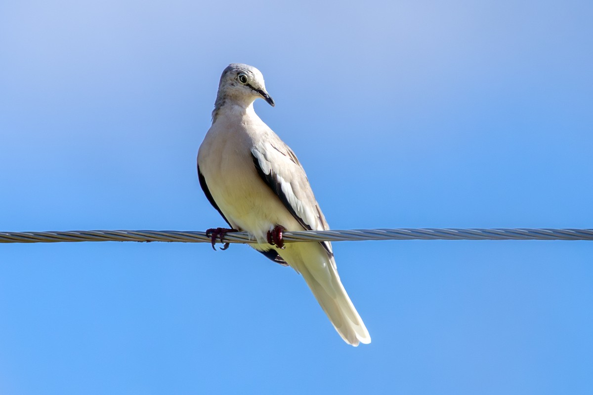 Colombe picui - ML638201311