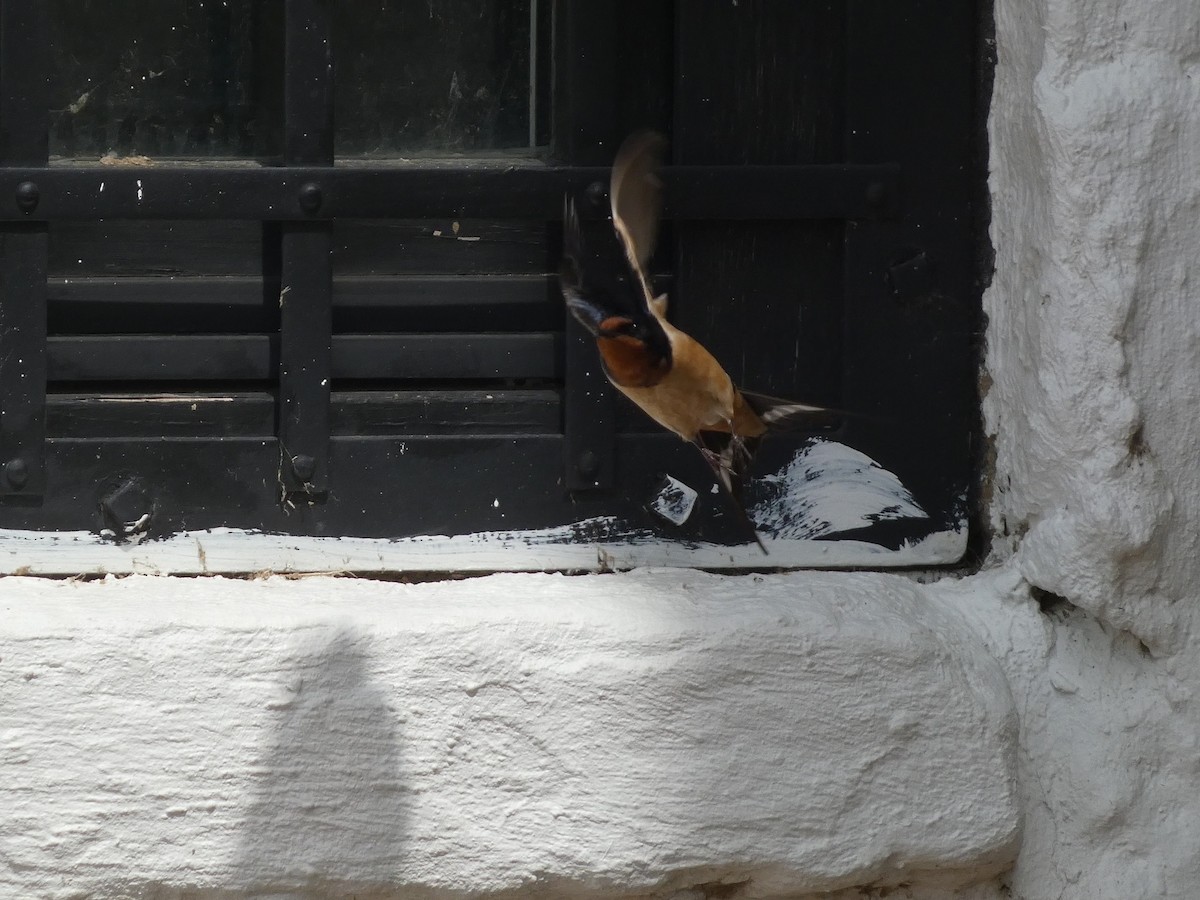 Barn Swallow - ML638201318