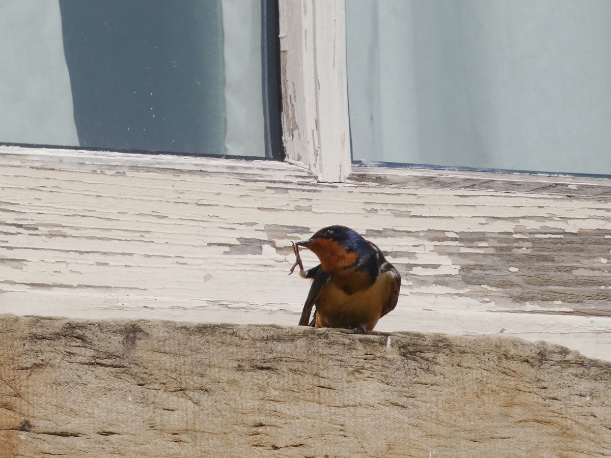 Barn Swallow - ML638201319