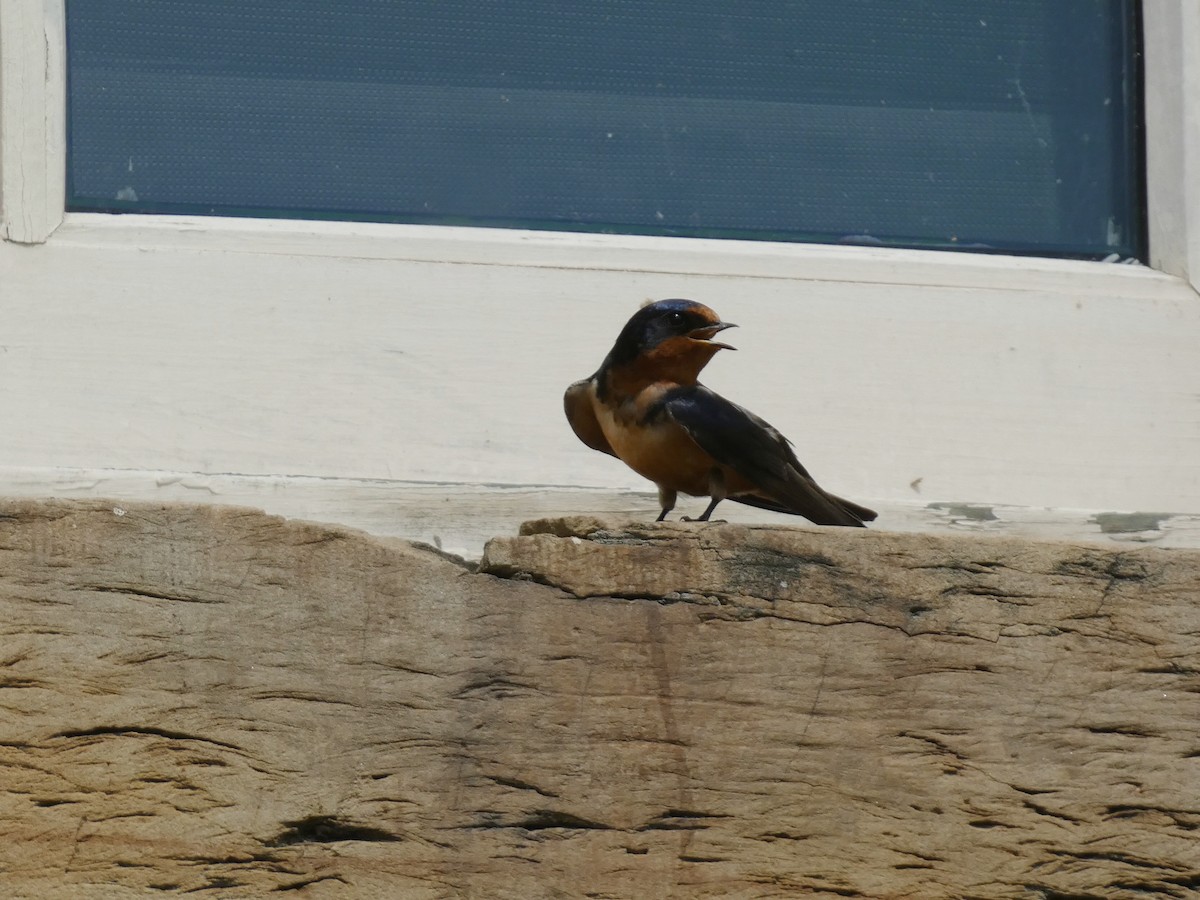 Barn Swallow - ML638201320