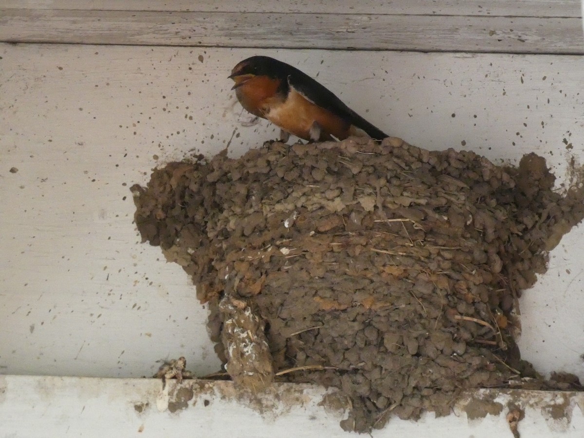 Barn Swallow - ML638201321