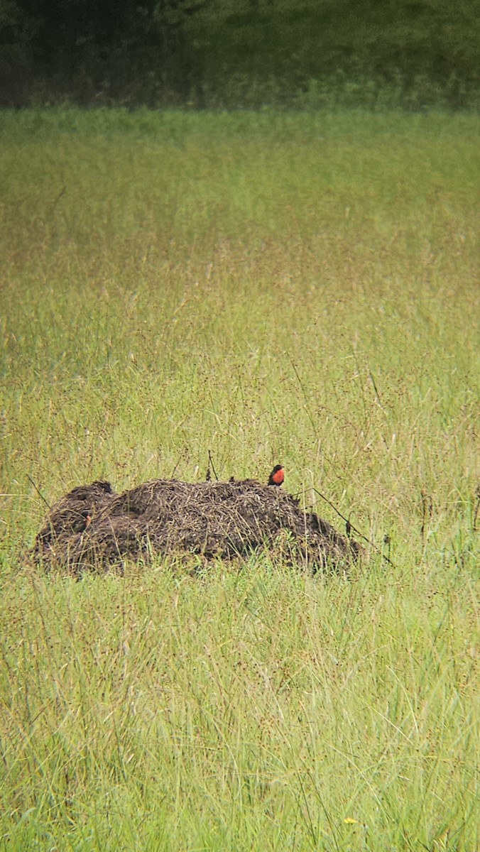 Red-breasted Meadowlark - ML638201365