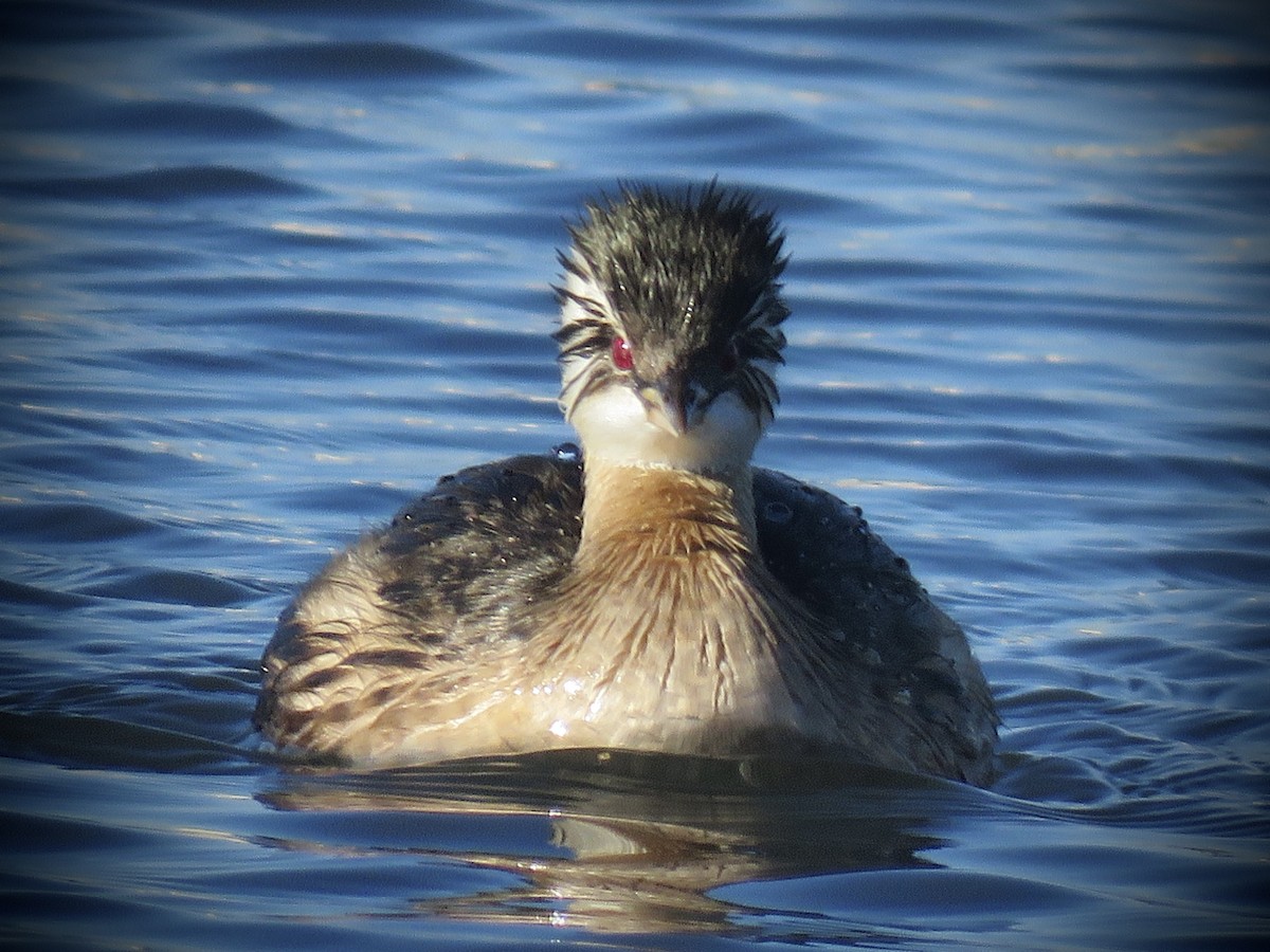White-tufted Grebe - ML638201366