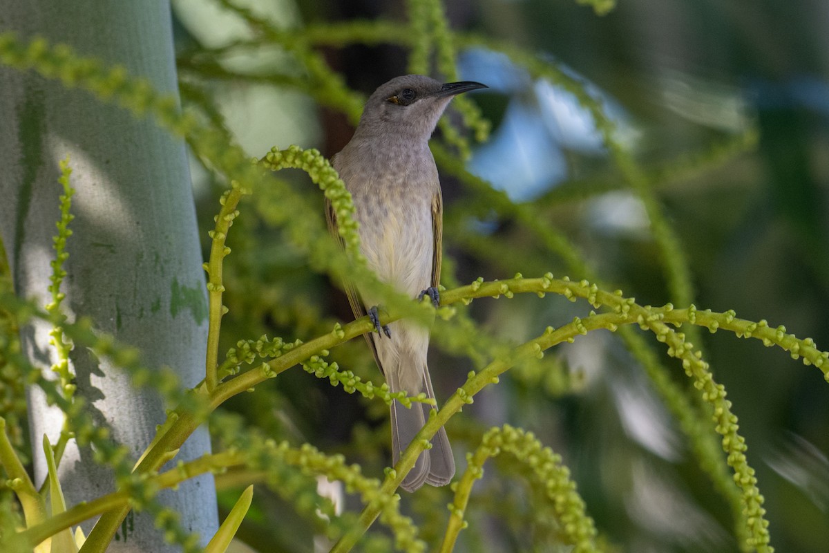 Brown Honeyeater - ML638201379