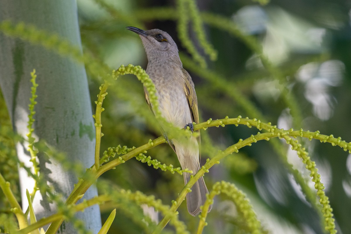Brown Honeyeater - ML638201380