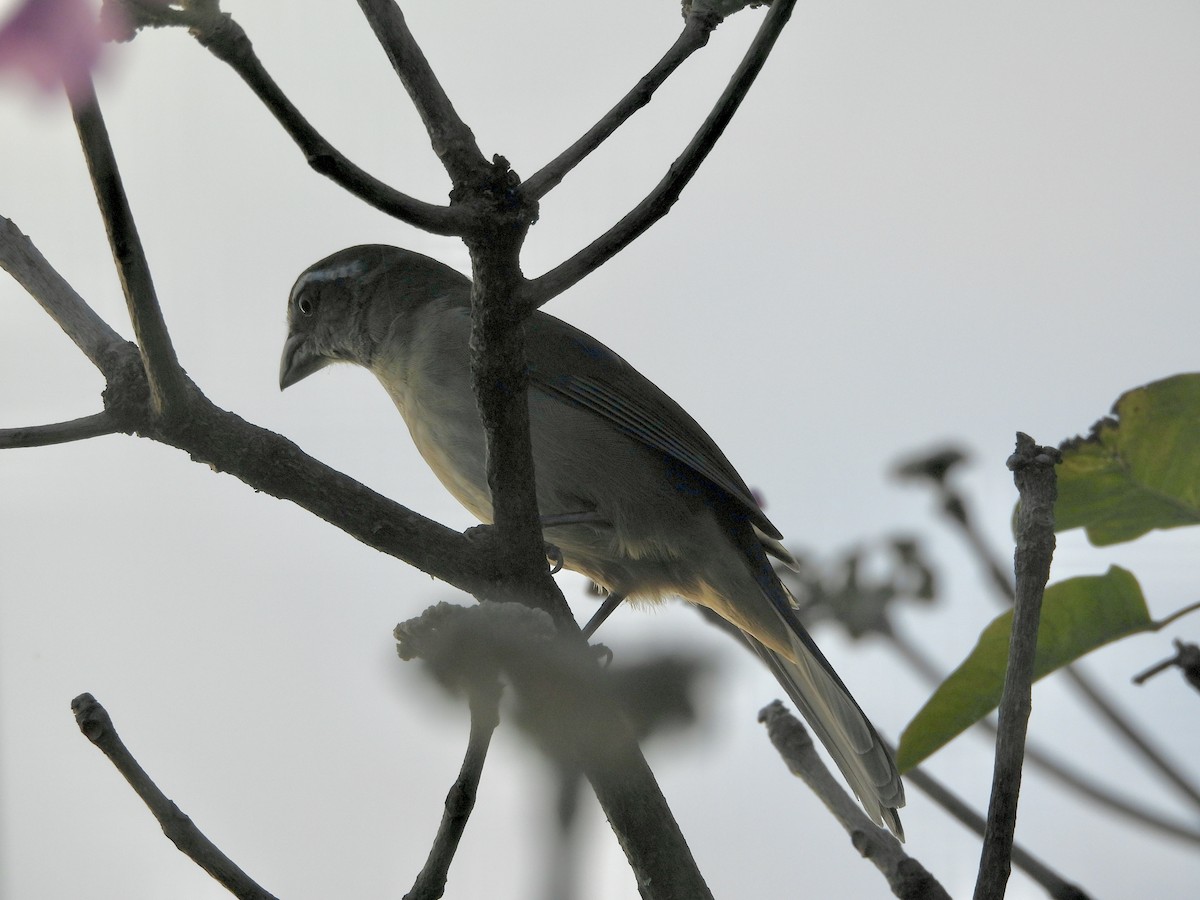 Green-winged Saltator - ML638201413