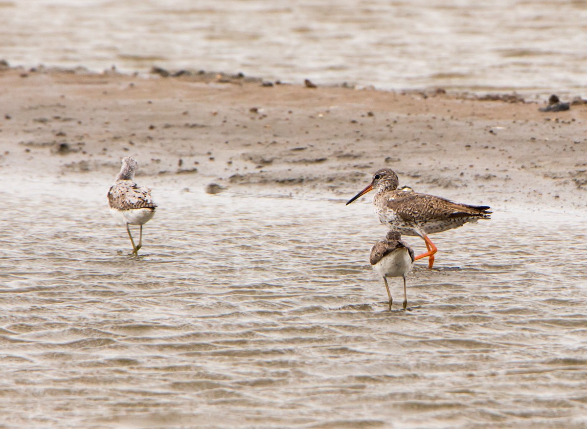 Common Redshank - ML638201414