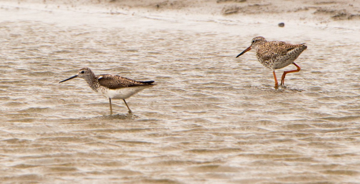 Marsh Sandpiper - ML638201430