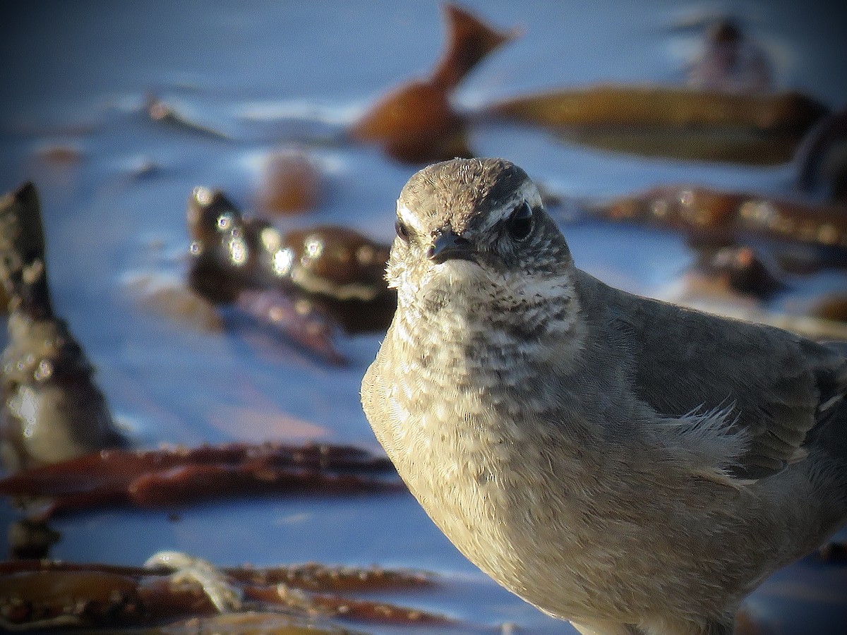 Buff-winged Cinclodes - ML638201433