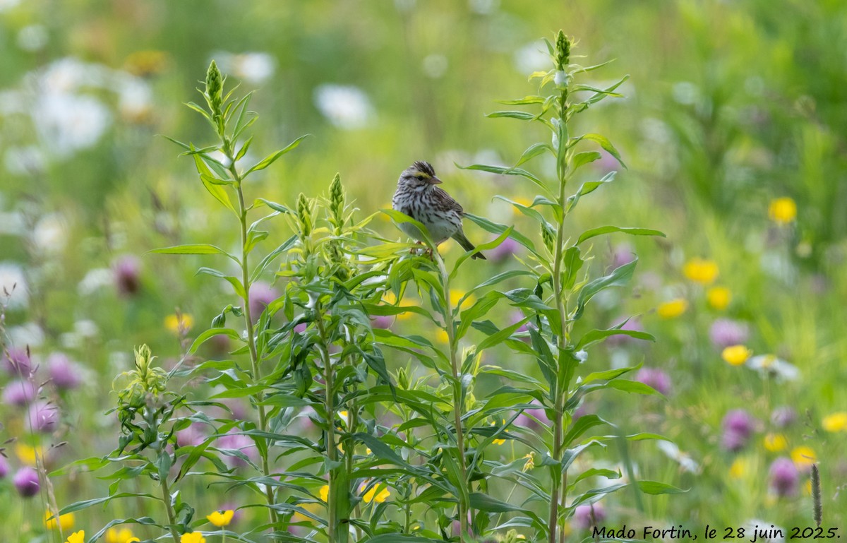Savannah Sparrow - ML638201442