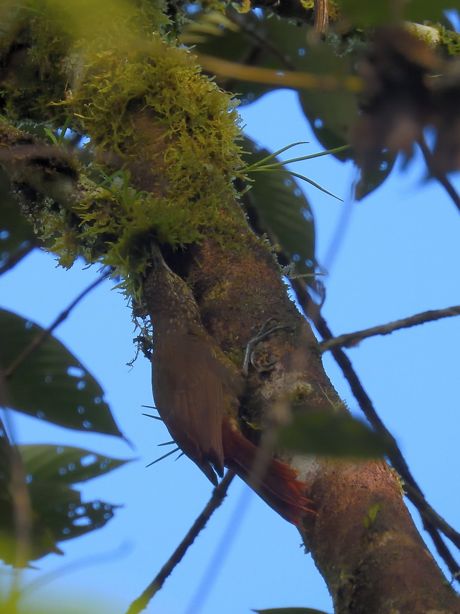 Olive-backed Woodcreeper - ML638201443