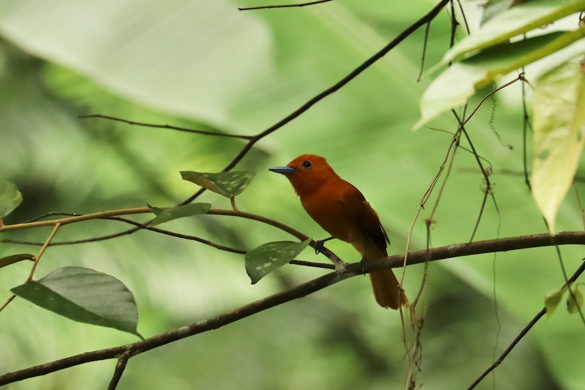 Rufous Paradise-Flycatcher - ML638201479