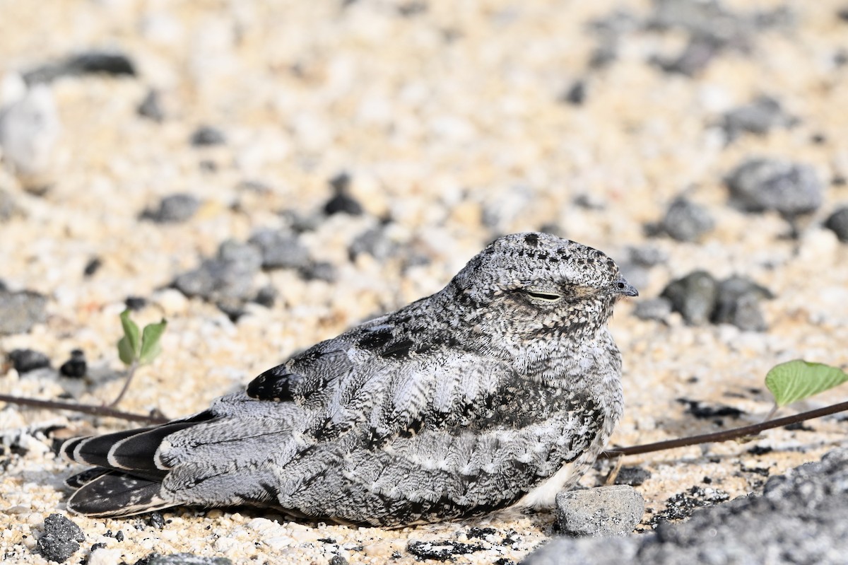 Antillean Nighthawk - ML638201493
