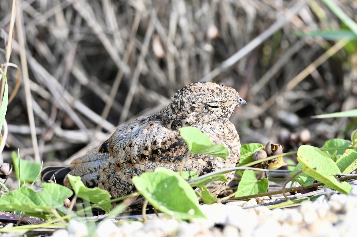Antillean Nighthawk - ML638201494