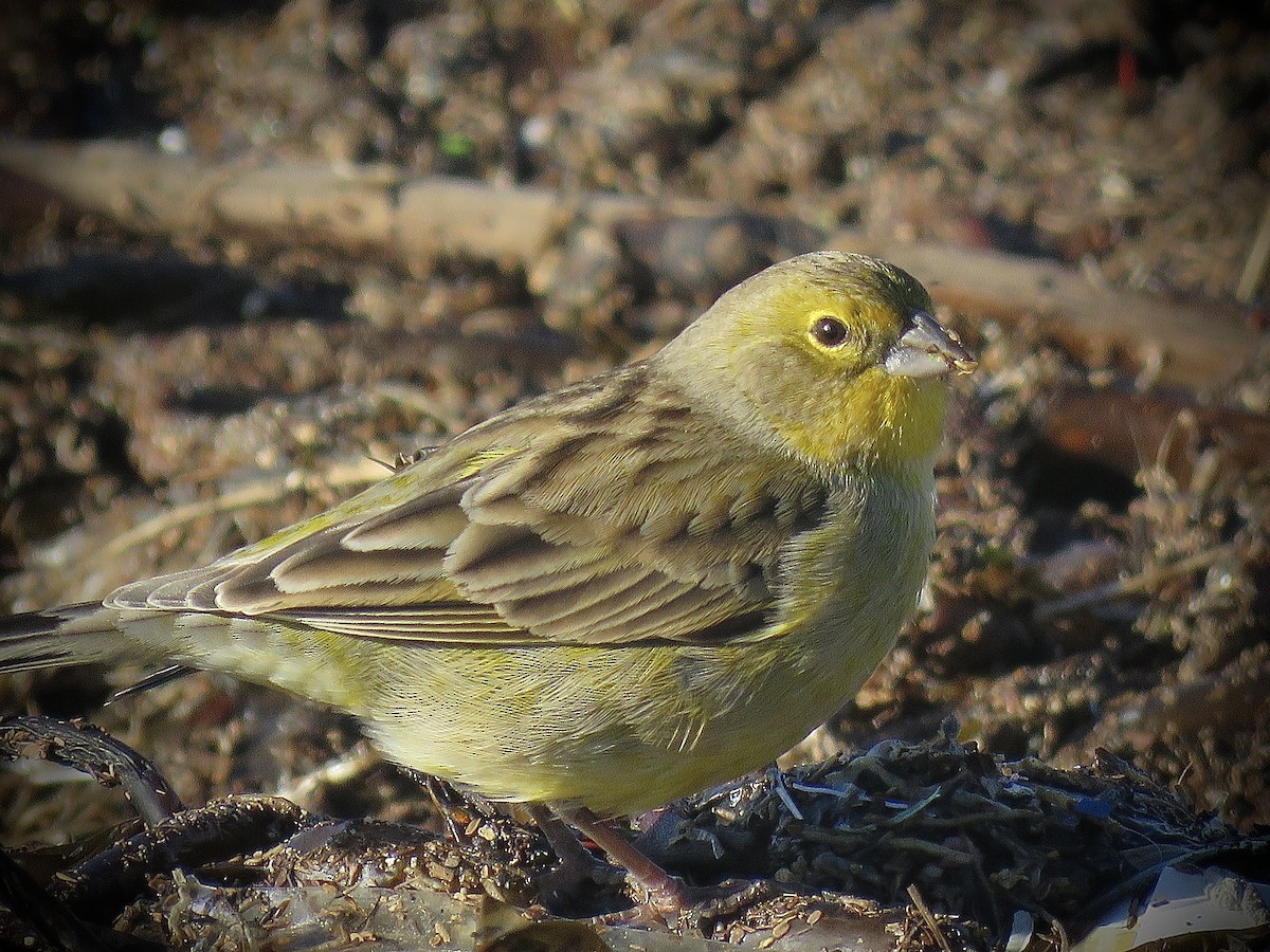 Grassland Yellow-Finch - ML638201497