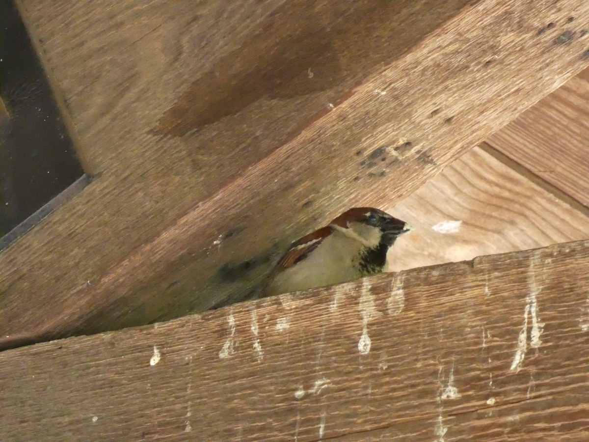 House Sparrow - ML638201514