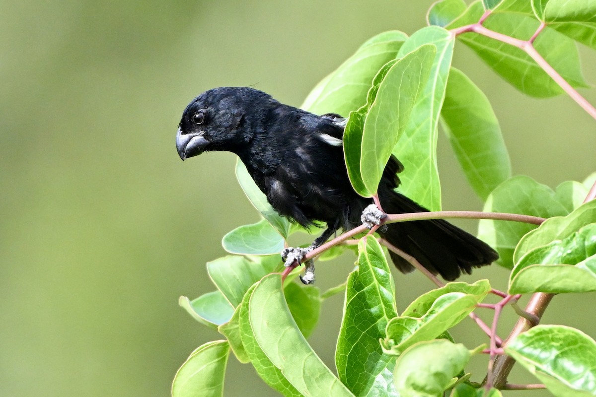 Grand Cayman Bullfinch - ML638201526