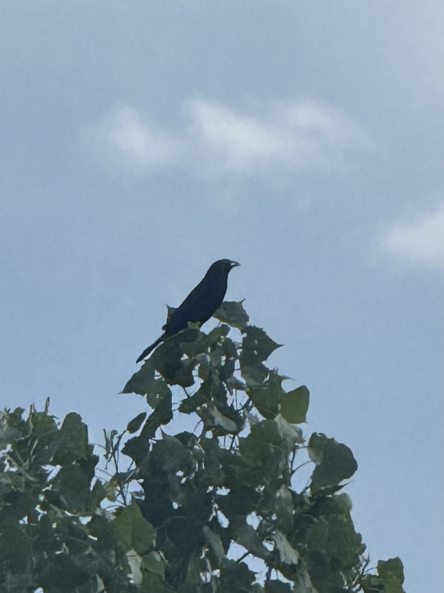 Common Grackle - ML638201540