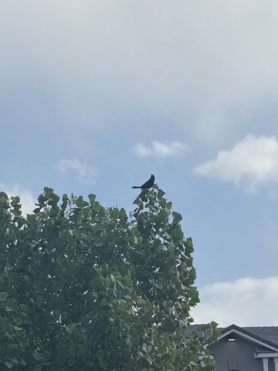 Common Grackle - ML638201541