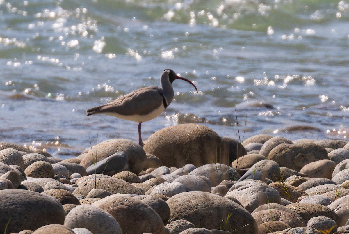 Ibisbill - ML638201543