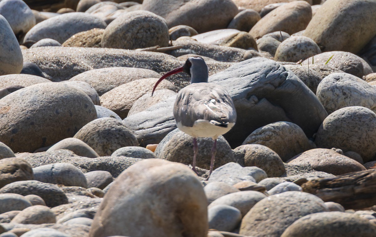 Ibisbill - ML638201544