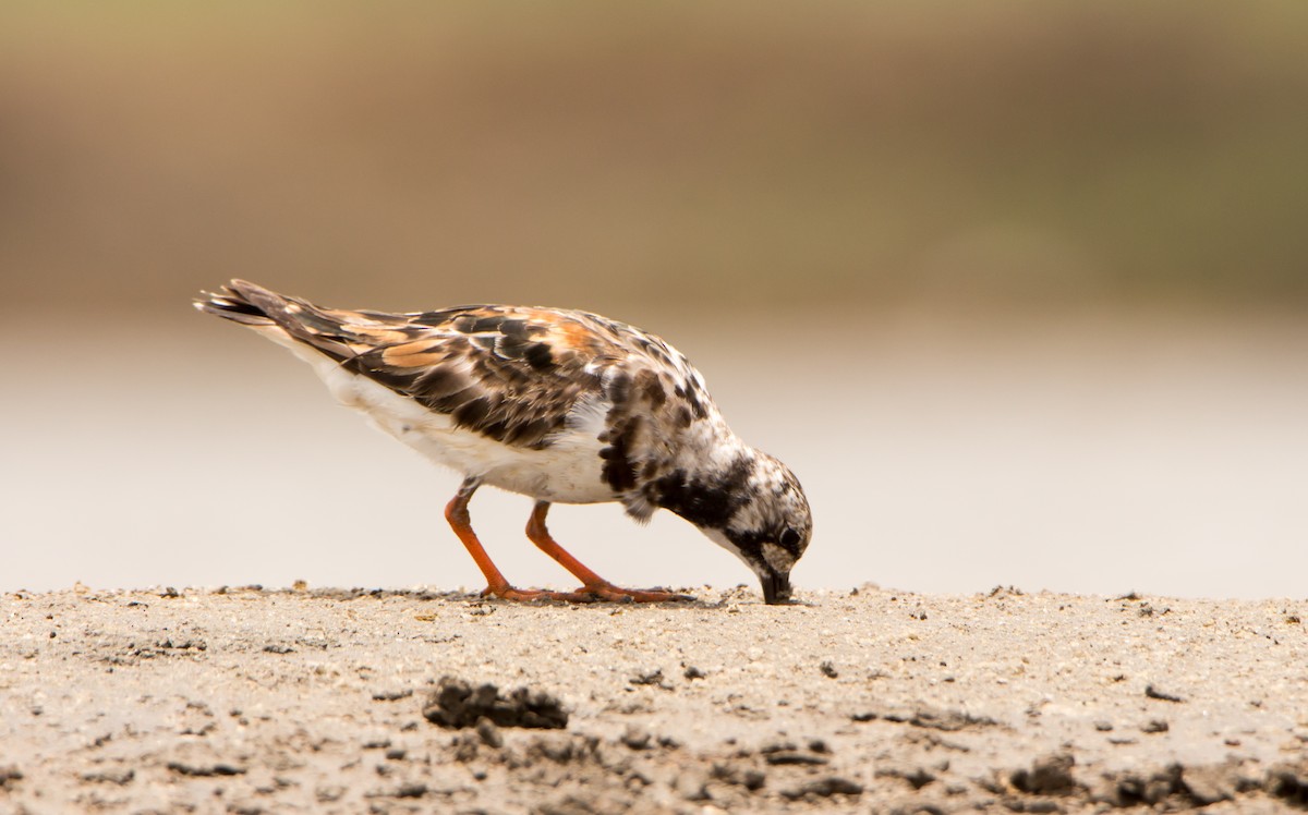 Ruddy Turnstone - ML638201549