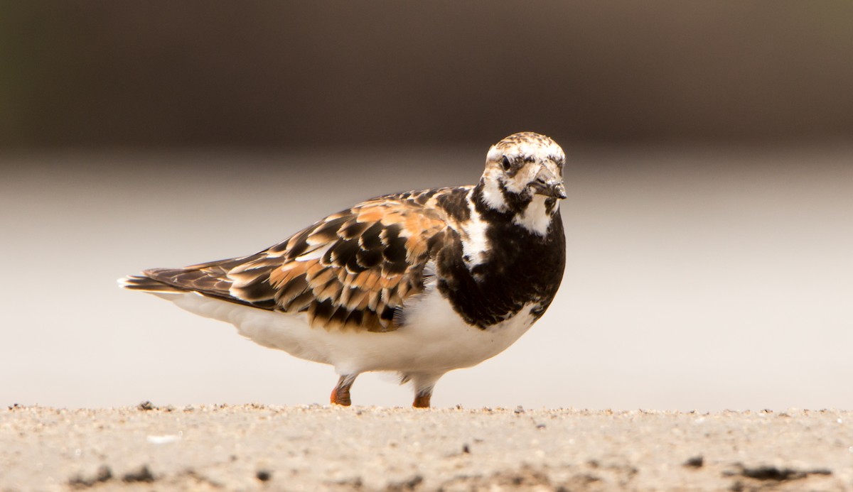 Ruddy Turnstone - ML638201550