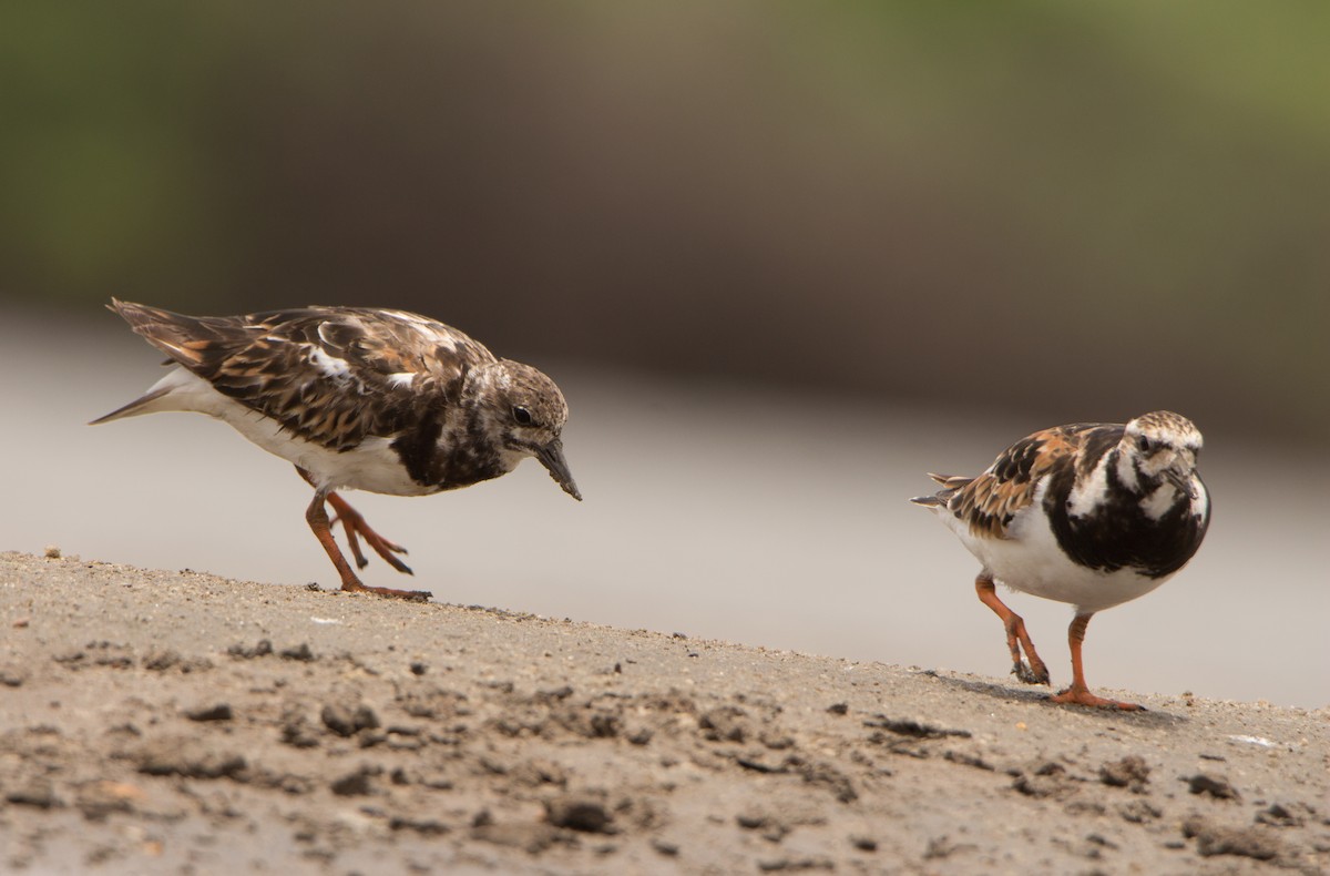 Ruddy Turnstone - ML638201551
