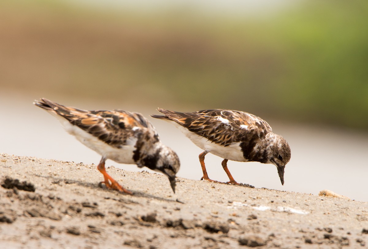 Ruddy Turnstone - ML638201553
