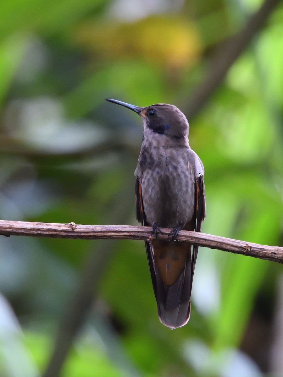 Brown Violetear - ML638201554