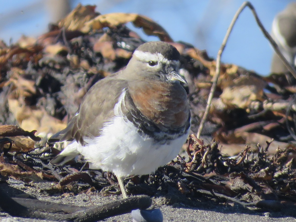 Rufous-chested Dotterel - ML638201556