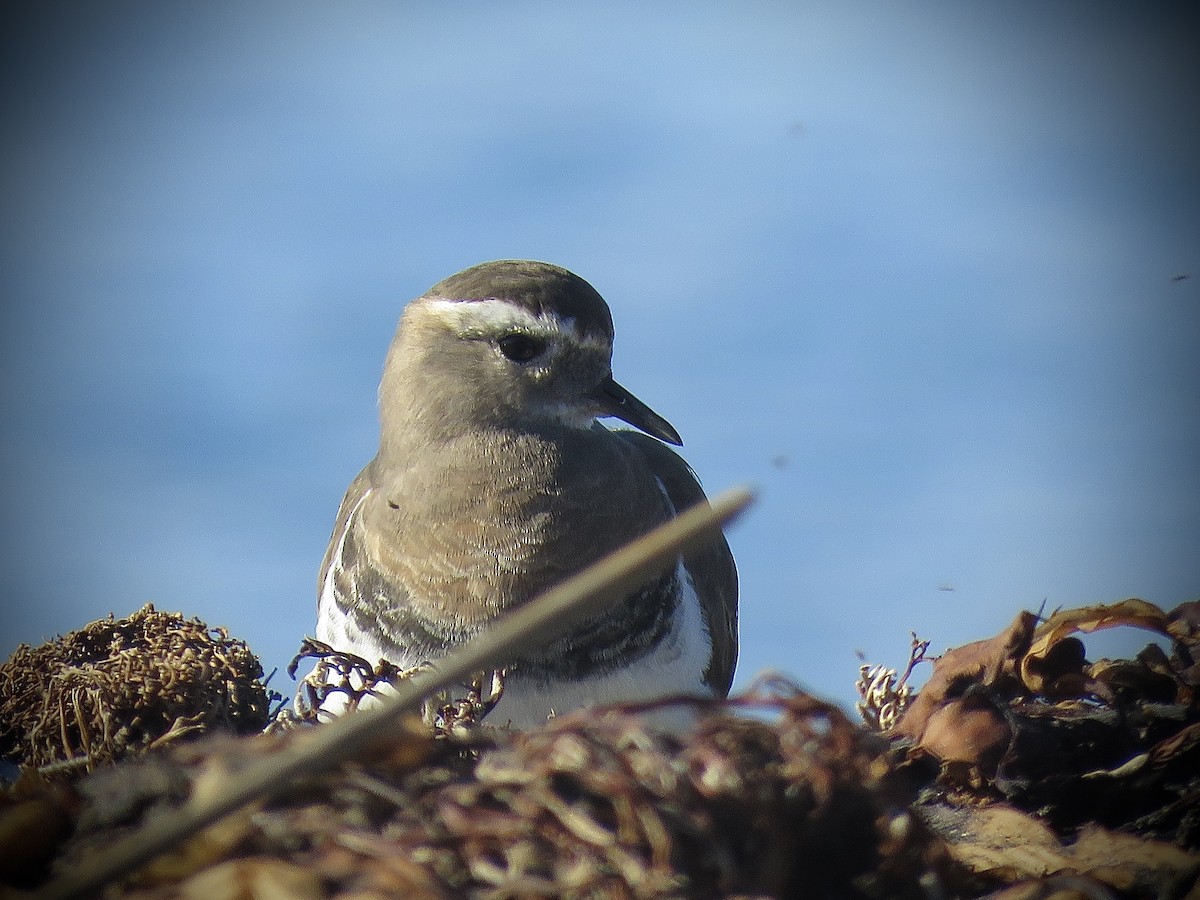 Rufous-chested Dotterel - ML638201557