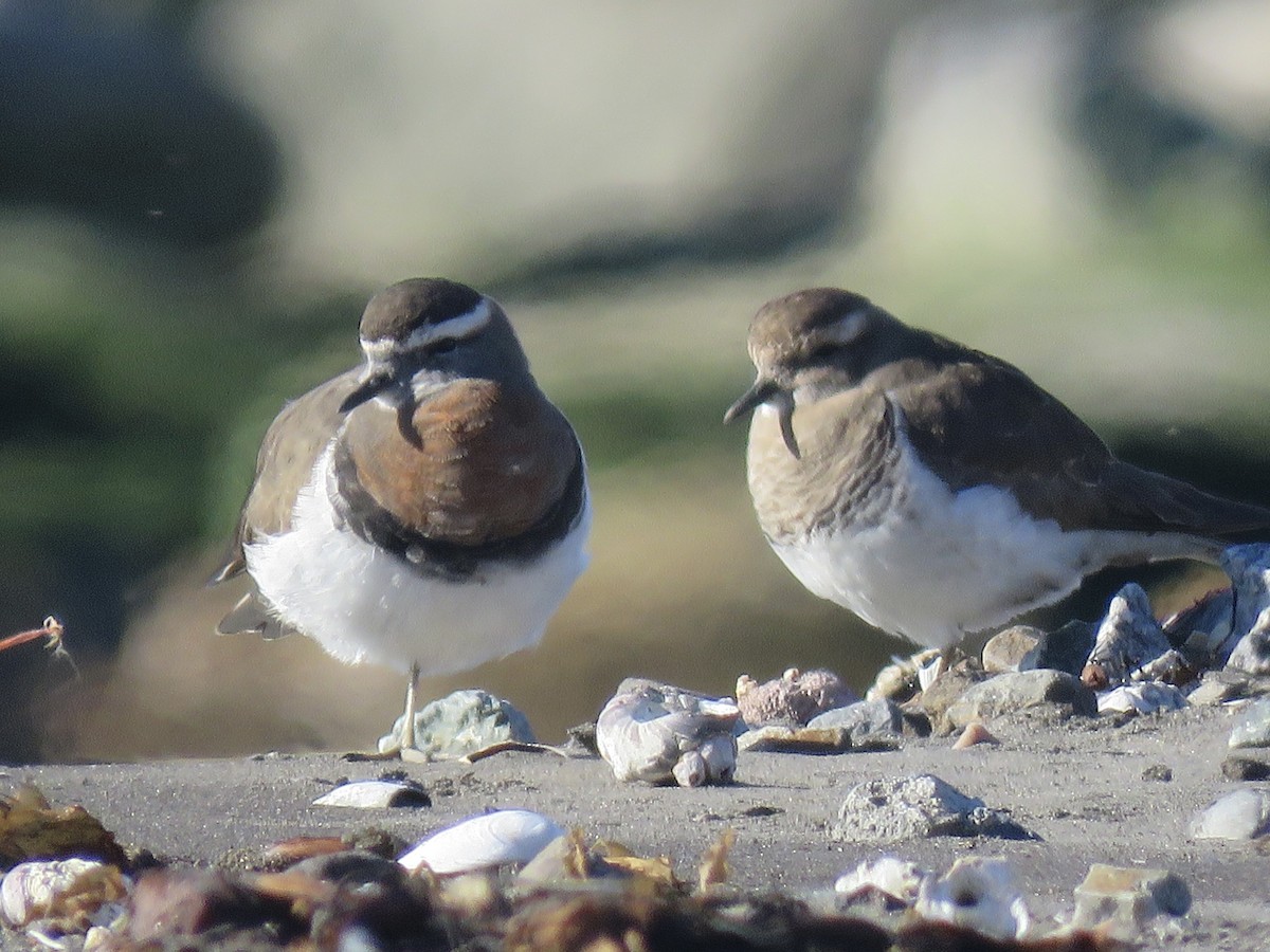 Rufous-chested Dotterel - ML638201558