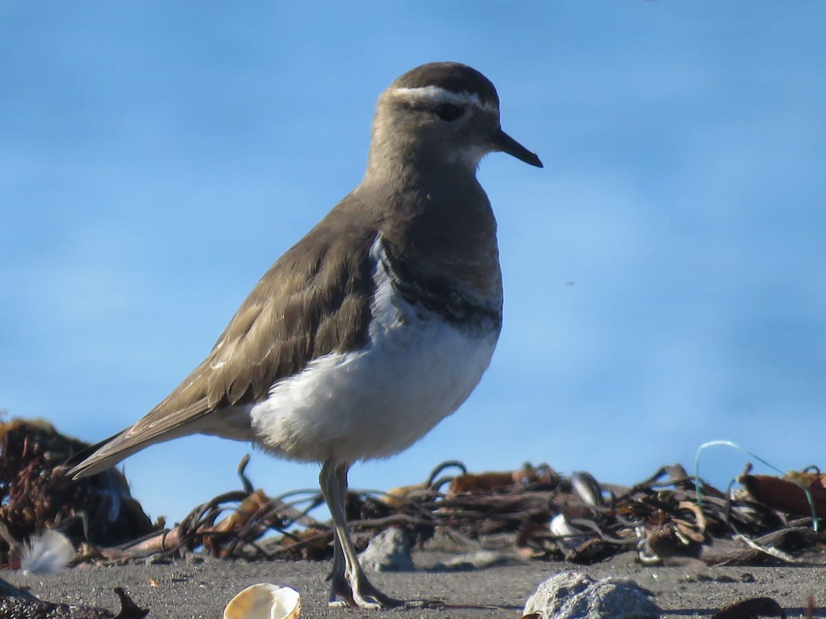 Rufous-chested Dotterel - ML638201560