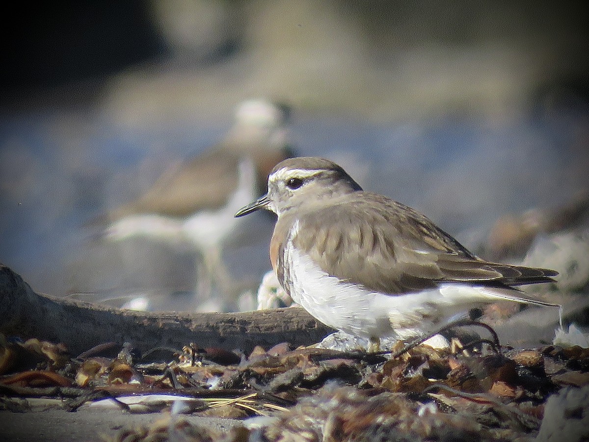 Rufous-chested Dotterel - ML638201561