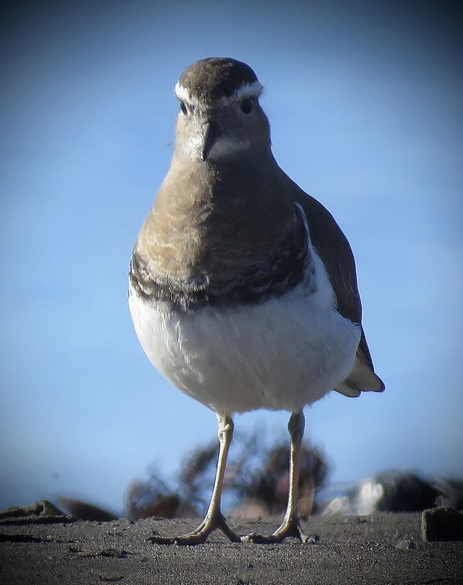 Rufous-chested Dotterel - ML638201562