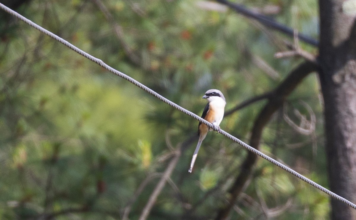 Gray-backed Shrike - ML638201575